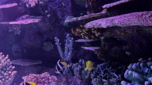 tropical fish in aquarium