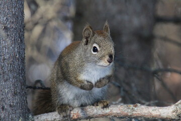 Naklejka na ściany i meble squirrel on a tree, Whitemud Park, Edmonton, Alberta