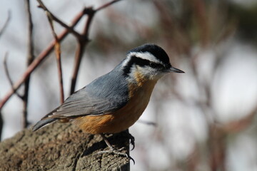 Fototapeta premium Bird On The Post, Whitemud Park, Edmonton, Alberta
