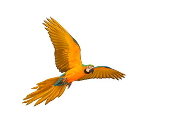 Colorful Blue and gold macaw parrot flying isolated on transparent background png file