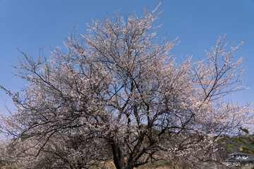 Fototapeta premium 青空と梅