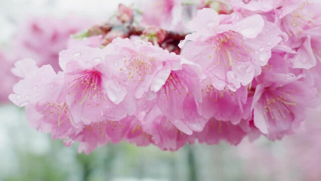 雨に降られ濡れ水滴がついた満開の桜の花が風に揺れるアップマクロ撮影59.98p　入学・入社・入園・花見・春・春雨のイメージ