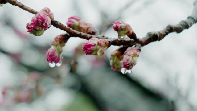 雨に降られ濡れ水滴がついた桜のつぼみが風に揺れるアップマクロ撮影59.98p　入学・入社・入園・花見・春・春雨のイメージ
