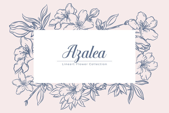 Set of Beautiful Azalea Flower Line Art Illustration