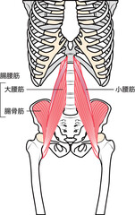 小腰筋・大腰筋・腸骨筋　表記無し
