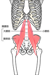 小腰筋・大腰筋・腸骨筋　表記あり
