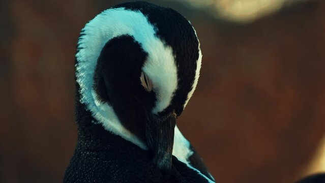 African penguin at Boulders Beach cleaning his plumage, Cape Town, South Africa