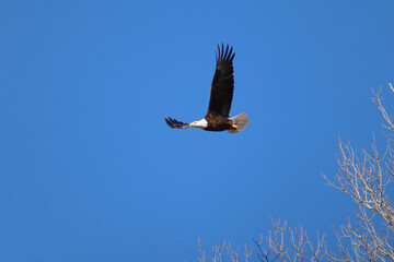 Bald Eagle Flying
