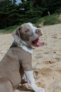 Beautiful tiny pitbull puppy close-up. The cute sandy dog is yawning on the beach 