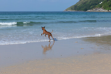 Happy puppy runs on the sand looking at the waves. Cute dog jumps on the beach of Phuket with ocean background. A funny dog is playing with water 