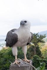 Portrait of an eagle with view the ocean and hills 