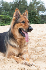 Beautiful German Shepherd close-up. The cute dog is yawning on a beach 
