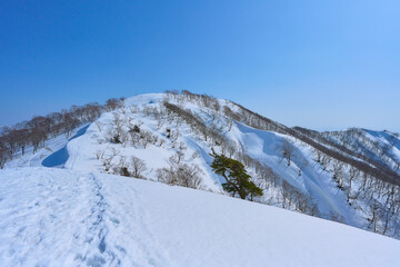 Fototapeta na wymiar 大日ヶ岳の登山道