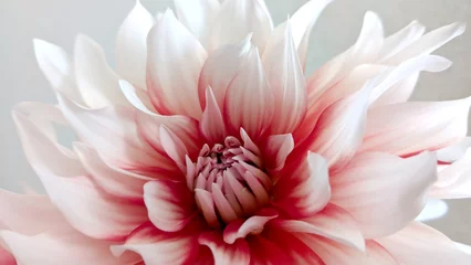 Foto op Aluminium white and red dahlia , floral abstract background. Close up of flower dahlia for background, Soft focus. © hikaru hikichi
