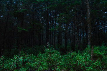 A dark forest in a tropical country