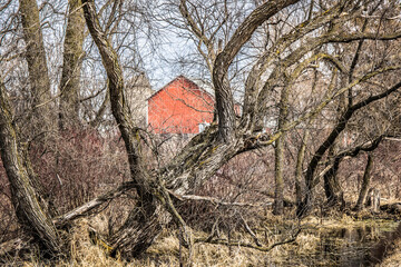Box elder trees along a road with a small red barn in the background.