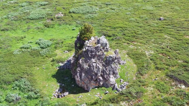 Aerial video from drone flies around a lone rock with a cedar tree on top. Altai mountains.