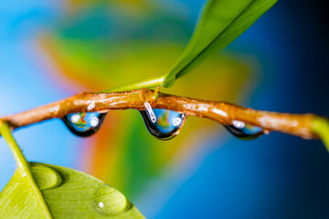 Water drops on a tree branch close-up. - Powered by Adobe