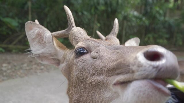 A deer with antlers and a mouth open