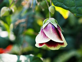 Closeup flowers Environman ,Thepparatia thailandica Phuph. scandens Malvaceae in the garden