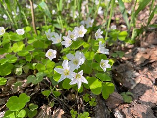 Background, decor small flowers of Oxalis acetosella in a spring garden on a sunny day.