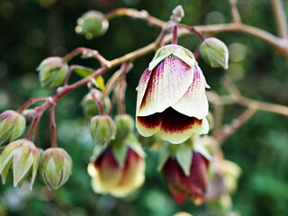 Closeup flowers Environman ,Thepparatia thailandica Phuph. scandens Malvaceae in the garden
