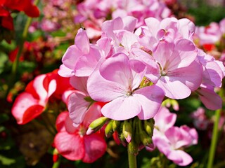  Gently Pink flowers, Geranium , Crane's -bill plants outdoor in garden summer ,closeup beautiful soft selective focus for pretty background ,spring flora blooming ,delicate dreamy of nature ,lovely