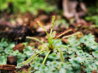 Closeup Sundew carnivorous plant ,Drosera anglica ,insectivorous plants, meat-eating, sticky carnivorein a life saving sponge ,great sundew with soft selective focus