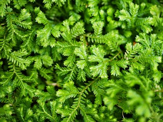Green leaf of Selaginella Tamariscina moss plant ,Selaginella kraussiana Brownii ,Selaginellaceae ,Krauss'Spikemoss ,Pin-Cushion ,Spikemoss ,Emerald isle spikemoss ,Scotch Moss ,Compact ,green tones