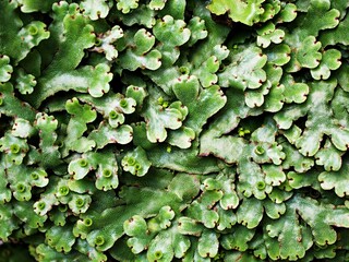 Closeup green leaf of Marchantia polymorpha ,Umbrella Liverwort ,Common liverwort 