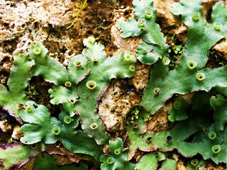 Closeup green leaf of Marchantia polymorpha ,Umbrella Liverwort ,Common liverwort 