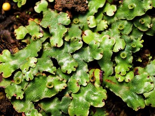 Closeup green leaf of Marchantia polymorpha ,Umbrella Liverwort ,Common liverwort 