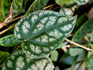 Macro green leaves foliage Piper ornatum leaf ,piperaceae ,Celebes Pepper ,Crocatum ,Ornamental features ,Species Ornate Pepper vine ,Cat safe plants ,Sirih Merah harimau ,Red betel leaf ,tropical 