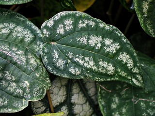 Macro green leaves foliage Piper ornatum leaf ,piperaceae ,Celebes Pepper ,Crocatum ,Ornamental features ,Species Ornate Pepper vine ,Cat safe plants ,Sirih Merah harimau ,Red betel leaf ,tropical 