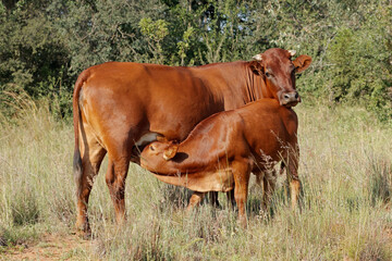 Free range cow with suckling calf on a rural farm, South Africa.