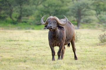 Obraz premium An African buffalo (Syncerus caffer) in natural habitat, Mokala National Park, South Africa.