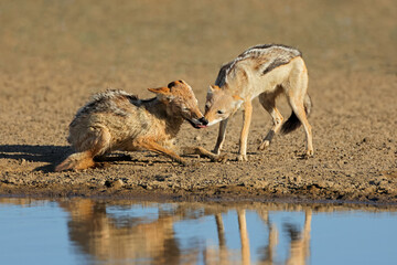 Pair of black-backed jackals (Canis mesomelas) Interacting, Kalahari desert, South Africa.