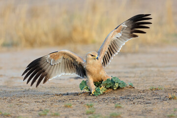A tawny eagle (Aquila rapax) hunting on the ground with open wings, South Africa.