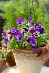 庭の鉢植えのブルーのパンジー、庭のビオラの鉢植え