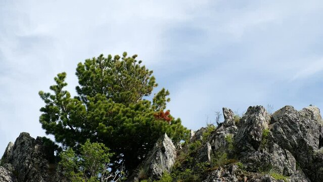 Cedar trees on rock.