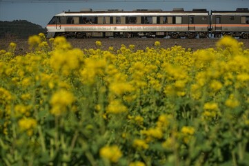菜の花の咲く近江路を走るキハ85系特急ワイドビューひだ （東海道本線...