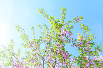 葉桜　素材　イメージ