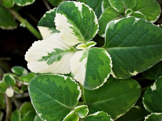 Green-white leave ,foliage Variegated Indian Borage ,Plectranthus amboinicus Variegatus ,Tropical Oregano ,Cuban Oregano, Ajwain Herb plant ,Variegated Swedish ivy ,Plectranthus coleoides f. variegata