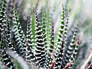 Closeup cactus solid plants Euphorbia resinifera Tortilis sem raiz corte ,Rottler ex Ainslie desert...