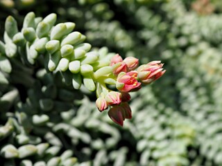 Closeup succulent plant  ,Sedum morganianum ,Donkey Tail Burros ,Hanging Sedum Burrito tail ,Crassulaceae 