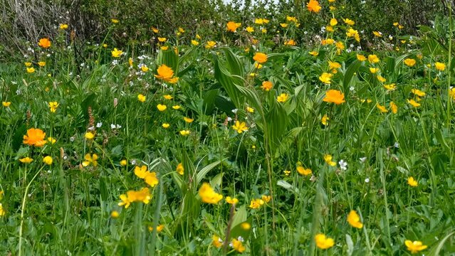Video of natural subalpine meadow with wild flowers of globeflowers and buttercup.