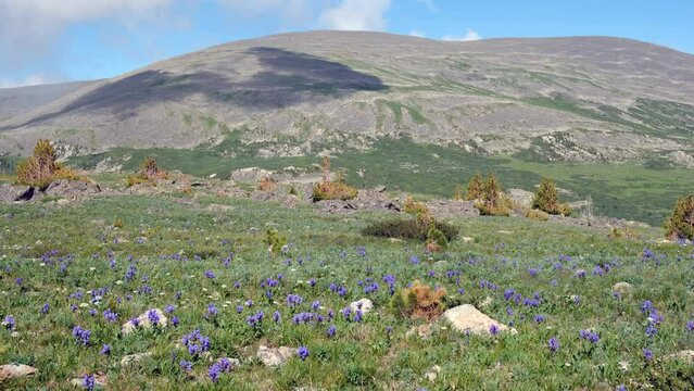 Video of alpine stone meadow with wild flowers. Mount Sarlyk is on background. Altai mountains.