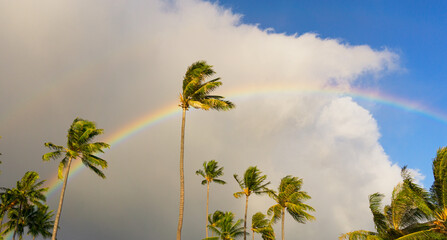Palm Trees blowing in the wind with rainbow in the background