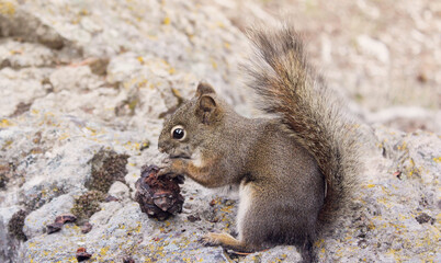 Squirrel eating nut