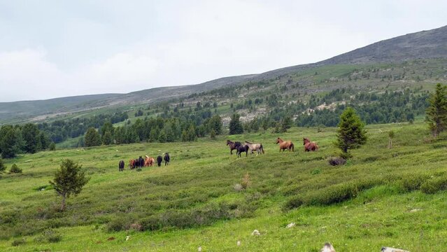 A herd of horses in a highland alpine meadow. Mount Sarlyk in the background. Altai mountains.